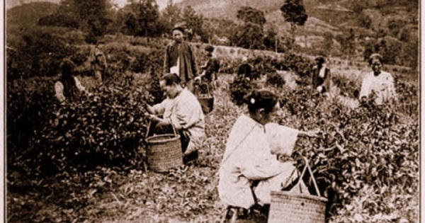 Huyền thoại Trà Mã cổ đạo: “Vua trà” 1700 tuổi Huyền thoại Trà Mã cổ đạo: “Vua trà” 1700 tuổi