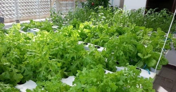 Sinh viên khởi nghiệp với mô hình rau sạch hộ gia đình