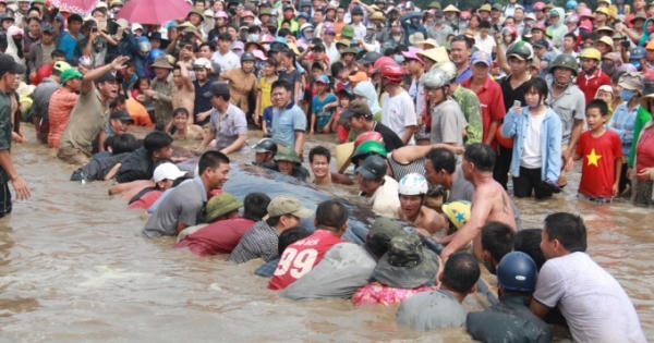 Cá voi dài khoảng 10m tiếp tục dạt vào bãi biển Nghệ An