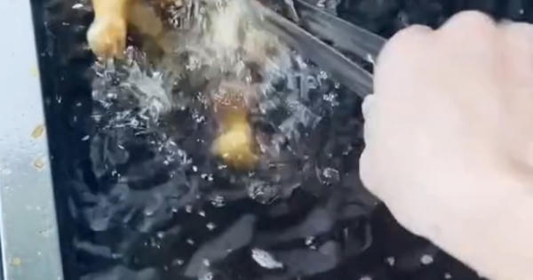 Nhân viên rán gà tiết lộ: Dầu thải 2 tuần không thay, nhớt bẩn kinh hoàng Nhân viên rán gà tiết lộ: Dầu thải 2 tuần không thay, nhớt bẩn kinh hoàng