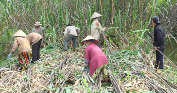 Việt Nam áp thuế chống bán phá giá đường nhập từ Thái Lan