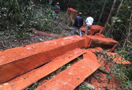Theo chân dân buôn, vào 'hang' săn gỗ lậu
