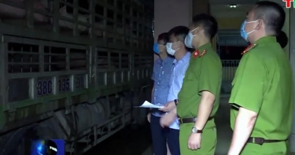 Bắt giữ và tiêu hủy số lượng khủng lợn bị dịch tả lợn Châu Phi ở Thanh Hoá