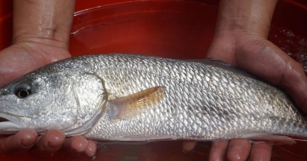 Ngư dân Đà Nẵng bắt được cá nghi sủ vàng quý hiếm