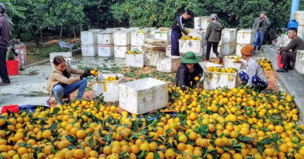 Hà Giang hỗ trợ quảng bá, tiêu thụ sản phẩm cam sành ngoại tỉnh niên vụ 2021-2022