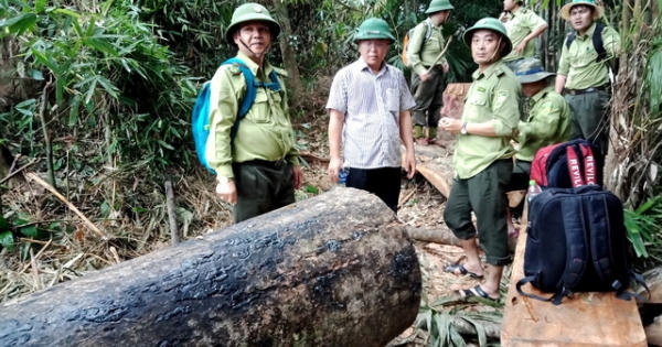 “Kiểm lâm nghỉ việc nhiều là do sức khỏe, nghỉ chế độ!”