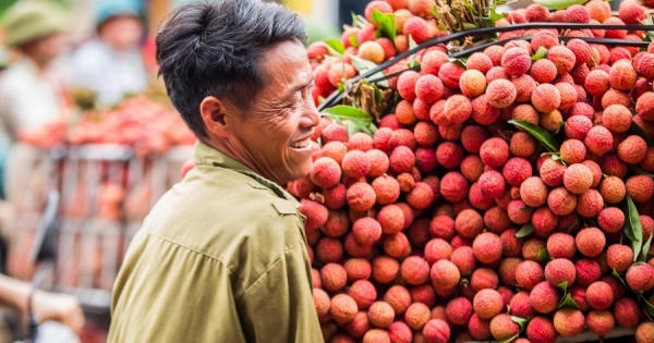 Trái vải thiều của Việt Nam sẽ được Trung Quốc nhập khẩu nhiều trong thời gian tới Trái vải thiều của Việt Nam sẽ được Trung Quốc nhập khẩu nhiều trong thời gian tới