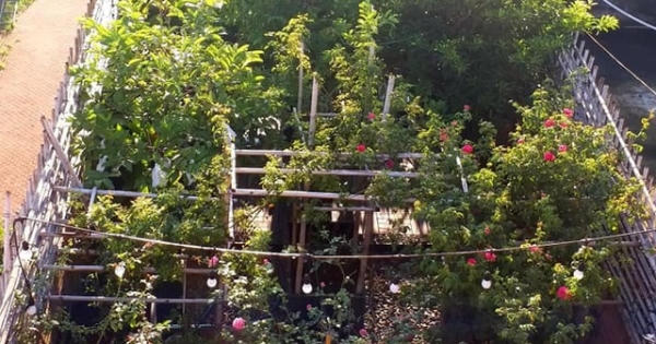 Vườn cây, ao cá đẹp mê trên sân thượng tầng 4 của ông chủ quán phở Sài Gòn