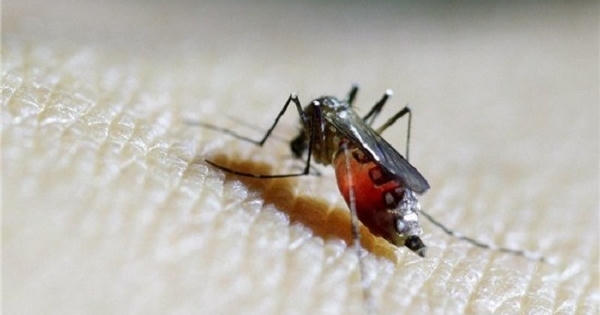 Người Hàn Quốc nhiễm virus Zika trở về từ Việt Nam từng ở Quận 7, TPHCM