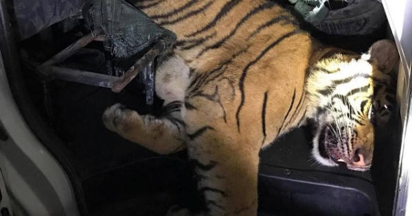 Thanh Hóa: Xe cứu thương vận chuyển... hổ đông lạnh