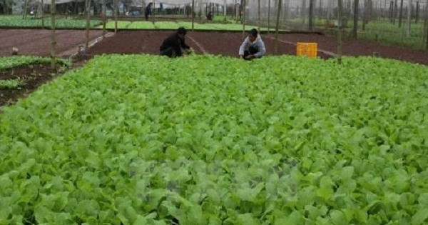 Vì sao rau sạch tiêu chuẩn VietGAP khó tiêu thụ?