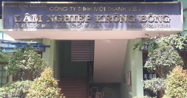48 cây gỗ Pơ Mu bị chặt hạ không tiếc thương ở Krông Bông