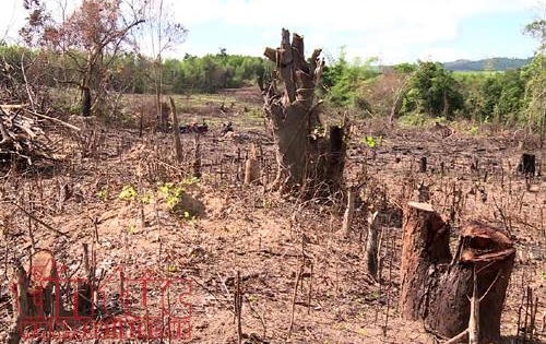 Phú Yên: Lợi dụng dự án Flitch để khai thác trái phép rừng tự nhiên