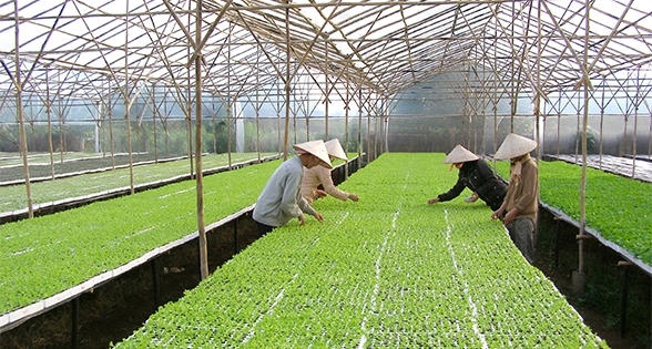 Nông nghiệp hữu cơ: Danh chưa chính...