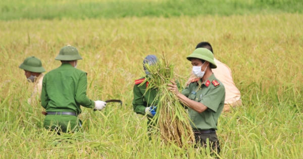 Lúa đã chín vàng, cả nhà phải đi cách ly: Chiến sĩ công an "xắn quần lội ruộng" giúp dân gặt lúa