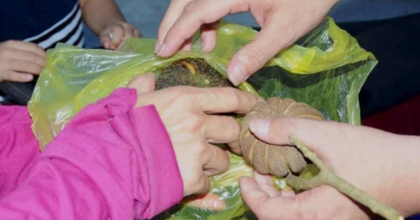 7 học sinh bị ngộ độc do ăn hạt ngô đồng rơi trên sân trường 7 học sinh bị ngộ độc do ăn hạt ngô đồng rơi trên sân trường