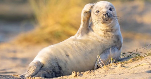 10 bức ảnh có thể giành giải 'Ảnh động vật hoang dã hài hước 2020'