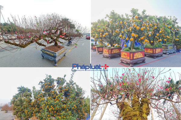 Quất, đào tấp nập xuống phố phục vụ người dân Thủ đô những ngày cận tết Nguyên đán