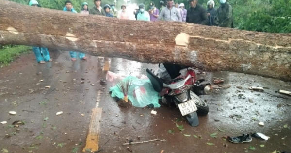 Lâm Đồng: Cây lớn gãy đổ khiến 2 người thương vong