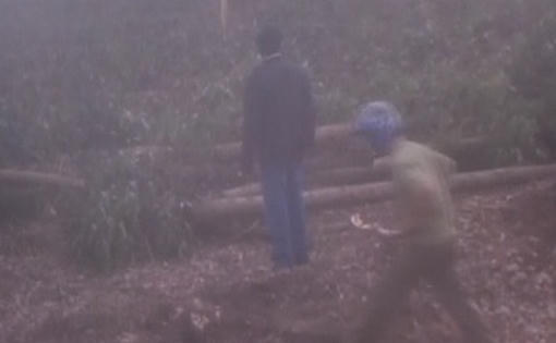 Đồng Nai: Ngang nhiên đốn hạ hơn 10ha tràm trong đêm