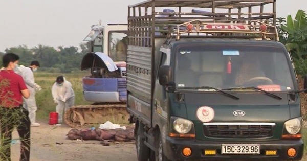 Xem xét xử lý hình sự vụ vận chuyển lợn bệnh đi tiêu thụ