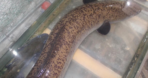 Dân bắt được cá Lệch dài hơn 1,6 m trên sông Lam, hiếm có từ trước đến nay