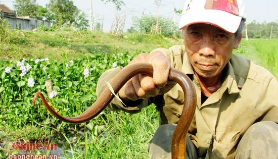 Độc đáo nghề câu lươn ở Nghệ An