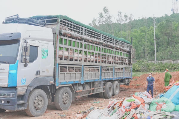 Phát hiện ô tô tải chở hơn 15 tấn lợn nhiễm dịch tả lợn Châu Phi