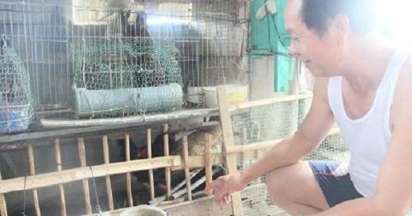 Nuôi gà, lợn trong phố: 'Hàng xóm còn mong thu hoạch hơn tôi'