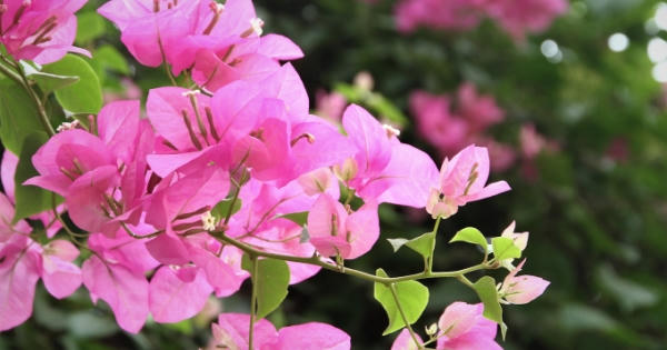 Ngắm nhìn hoa giấy khoe sắc dưới nắng vàng Thủ đô