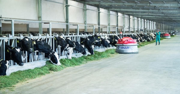 Công ty con của Vinamilk thuộc top các doanh nghiệp tăng trưởng nhanh nhất Việt Nam