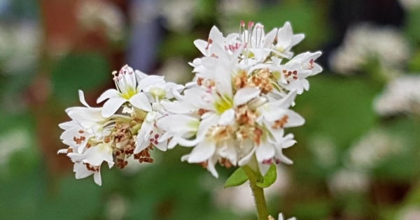 Thu về rủ nhau du lịch Hà Giang ngắm hoa tam giác mạch