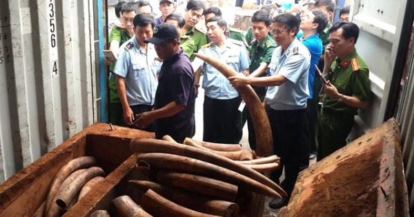 Phó Thủ tướng yêu cầu làm rõ đường dây buôn lậu ngà voi