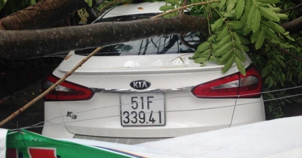 TP HCM: Cây cổ thụ bật gốc, 3 "xế hộp" bị vạ lây