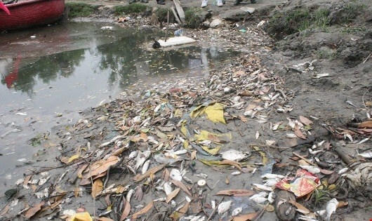 Tác nhân nào khiến cá biển chết hàng loạt ở các tỉnh miền Trung?