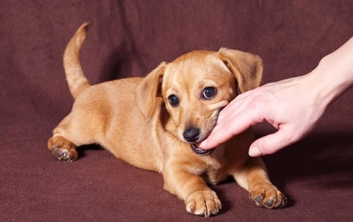 Bộ Y tế khuyến cáo phòng chống bệnh dại