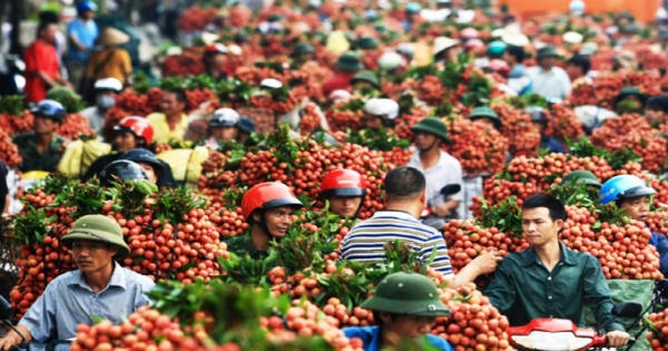 Slide - Điểm tin thị trường: Việt Nam xuất khẩu vải, nhãn đứng thứ 2 thế giới