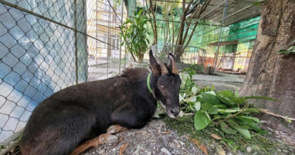 Khởi tố 4 đối tượng đánh bẫy, mua bán sơn dương ở Hà Tĩnh