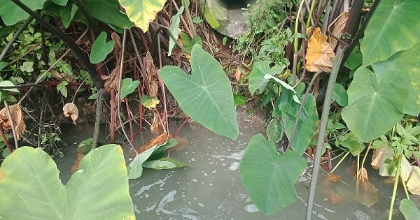 Đan Phượng (Hà Nội): Xử phạt hàng loạt doanh nghiệp tại Cụm công nghiệp Đan Phượng vì xả thải vượt quy định