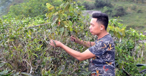 Chuyện ít biết về chè tím, sản phẩm đắt giá chỉ có ở phía Bắc Chuyện ít biết về chè tím, sản phẩm đắt giá chỉ có ở phía Bắc