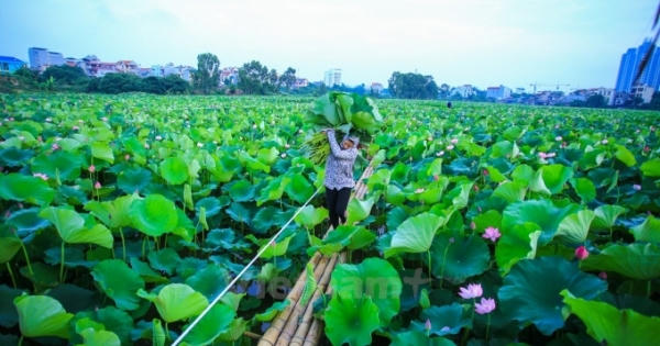 Nỗi buồn mang tên “sen Hồ Tây”