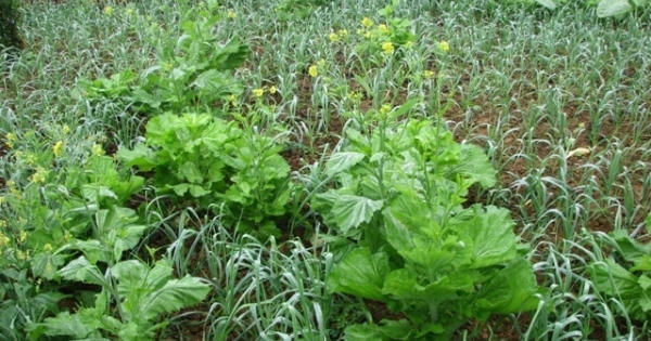 Thanh Hóa: Thực hiện nghiêm “Tháng hành động vì an toàn thực phẩm”