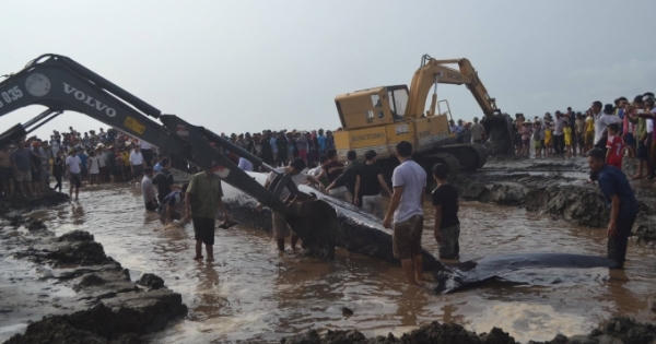 Nghệ An: Hàng trăm người dân chung tay giải cứu cá voi siêu khủng mắc cạn trên bãi biển
