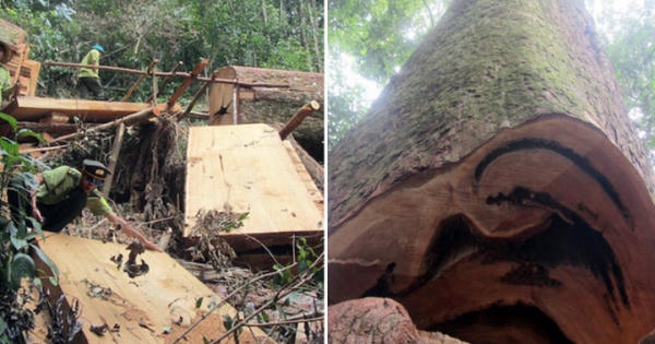 Anh xem biệt thự của tôi, gỗ quý nào chẳng có