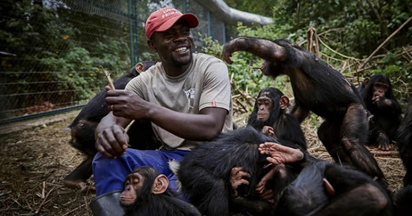 Người nuôi tinh tinh mồ côi lọt top ảnh đẹp về động vật trong tuần