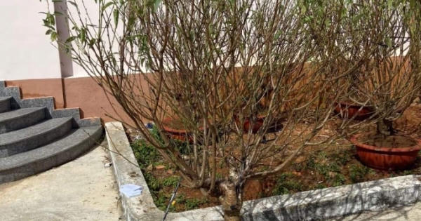Lâm Đồng: Bắt nhóm đối tượng đục tường rào trường học trộm cây cảnh