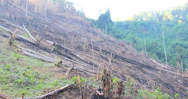 Nghệ An: 5 cán bộ xã bị kỷ luật vì để xảy ra phá rừng