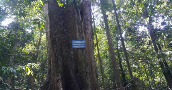 Ninh Bình: Thấp thỏm lo lắng trước việc cây Chò ngàn năm tuổi sắp... "qua đời" Ninh Bình: Thấp thỏm lo lắng trước việc cây Chò ngàn năm tuổi sắp... "qua đời"