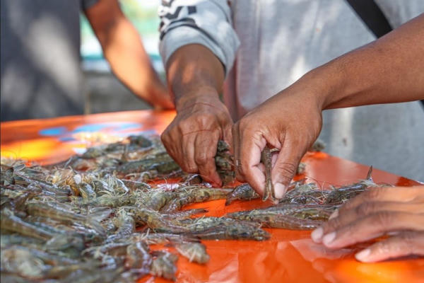 Tây Ninh chủ động phòng, chống dịch bệnh thủy sản năm 2026