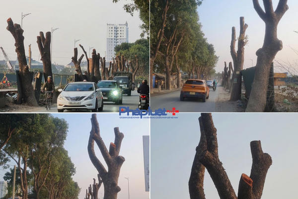 Cận cảnh hàng xà cừ nhiều năm tuổi bị chặt hạ để thi công Dự án mở rộng đường 70